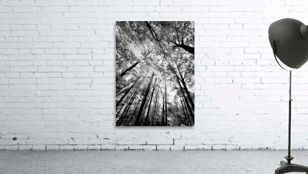 Forest Canopy Wall Preview