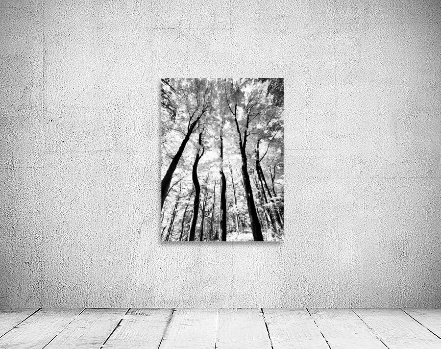 Pennsylvania Woods Wall Preview