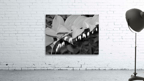 Solomon Seal Wall Preview