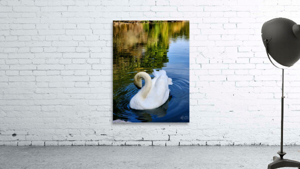 Swan 3 Wall Preview