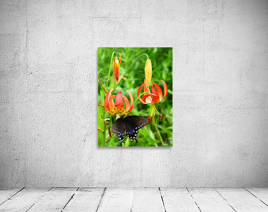 Black Swallowtail On Turks Cap Wall Preview