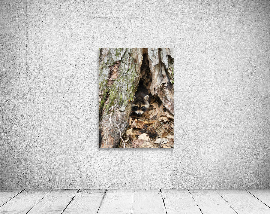 Racoon Kit Wall Preview