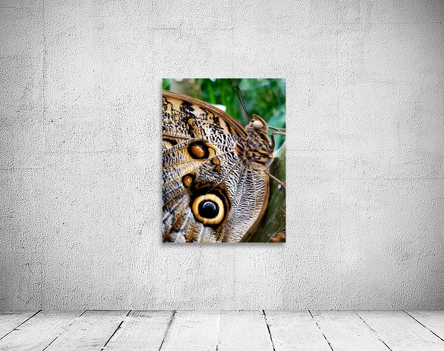 Owl Butterfly Wall Preview