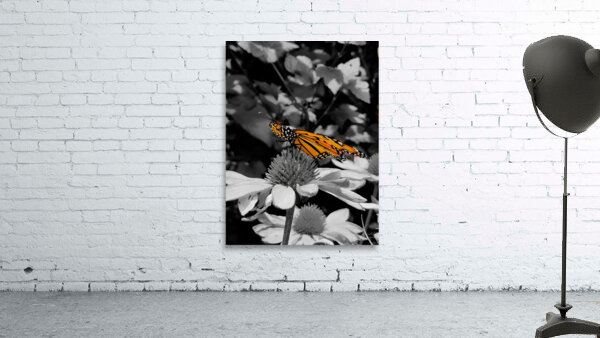 Monarch Highlight Wall Preview