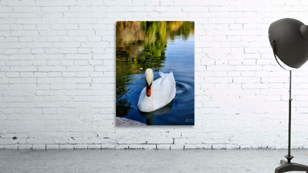 Swan 2 Wall Preview