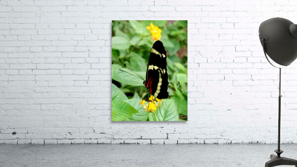 Butterfly Wall Preview