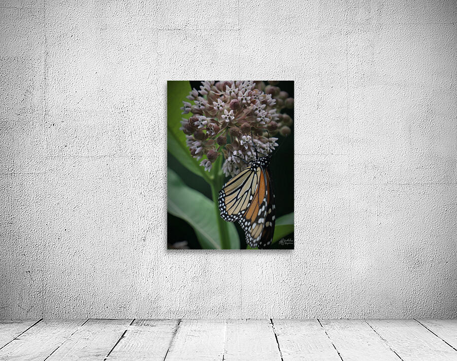Monarch On Milkweed Wall Preview