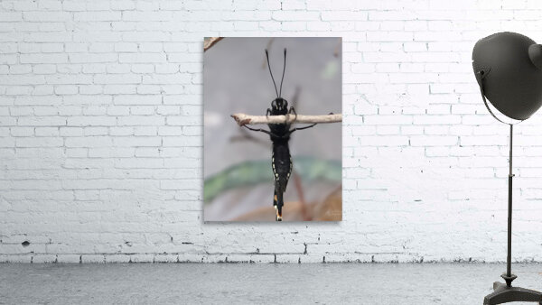 Butterfly Pullup Wall Preview