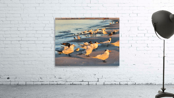 Gulls & Terns Wall Preview