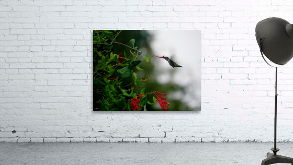 Nectaring Hummingbird Wall Preview