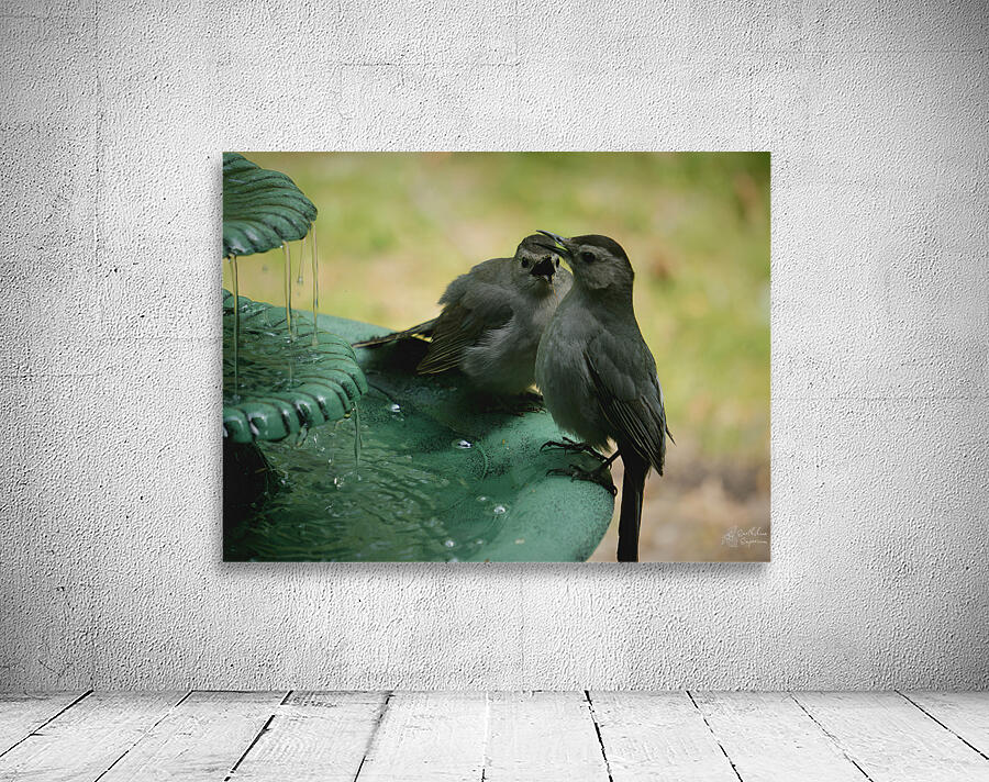 Catbird Scolding Wall Preview