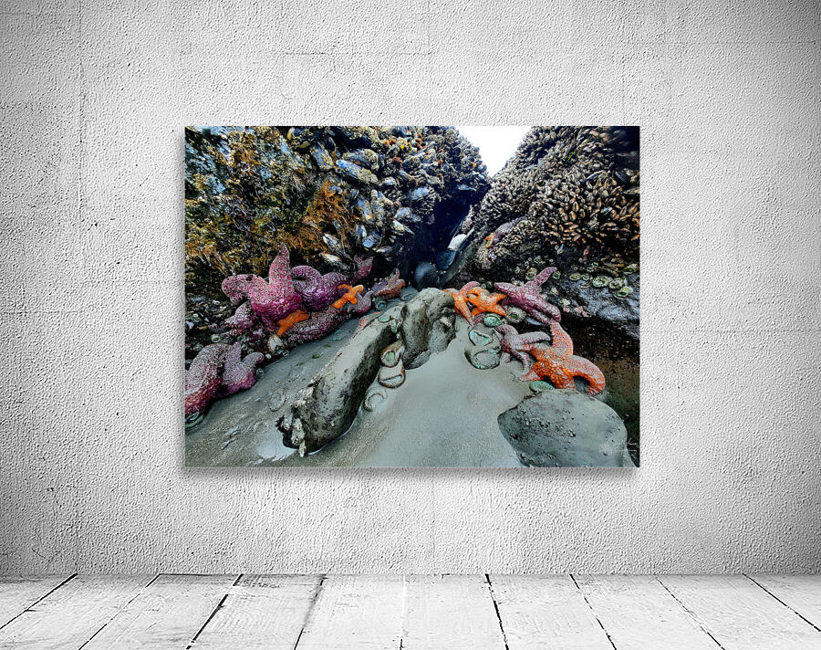 Tidal Pool 2 Wall Preview