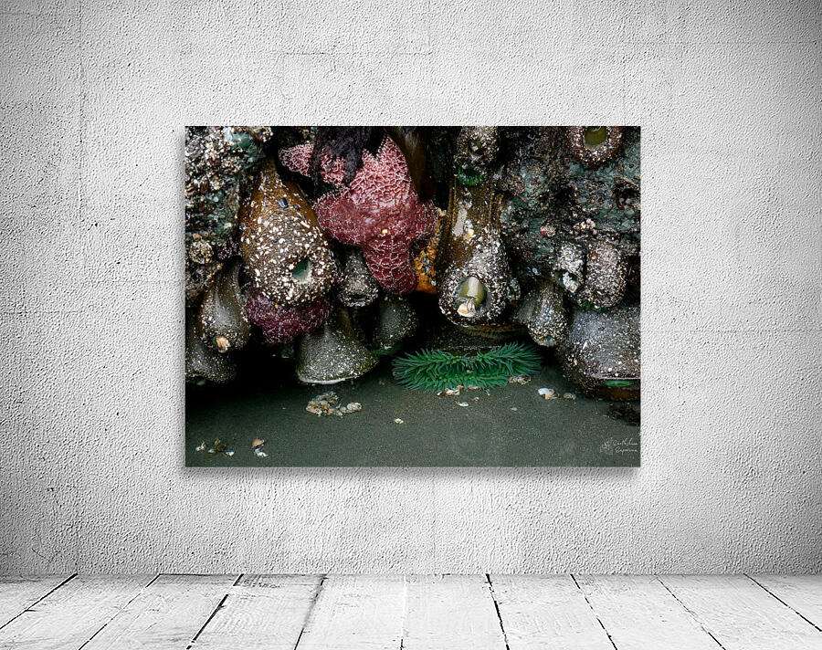 Tidal Pool 5 Wall Preview