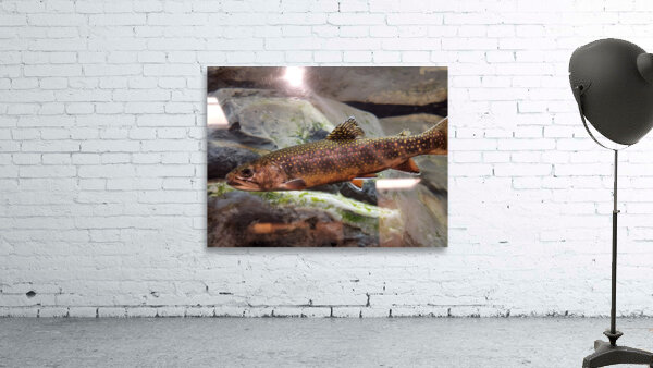 Brook Trout Wall Preview