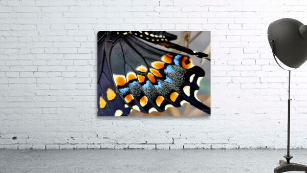 Black Swallowtail Closeup Wall Preview