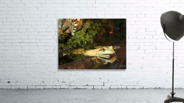 Bull Frog Wall Preview