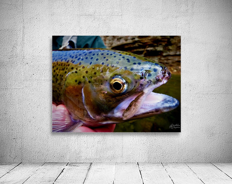 Steelhead Closeup Wall Preview