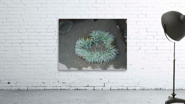 Sea Anemone Wall Preview