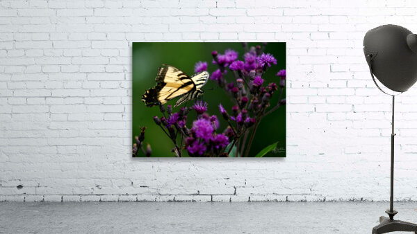 Swallowtail On Ironweed Wall Preview