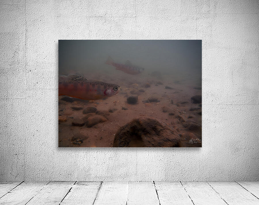 Shade Brook Trout Fave 1 Wall Preview