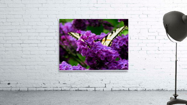 Swallowtail On Lilacs Wall Preview
