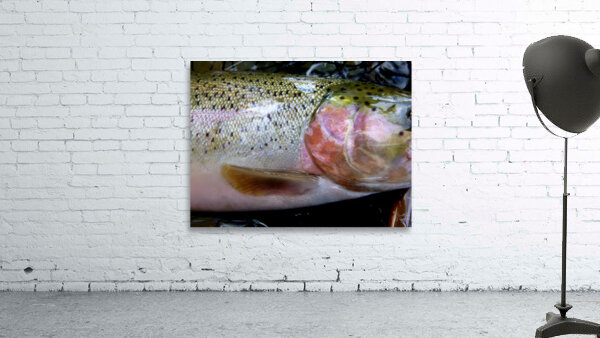 Trout Operculum Wall Preview
