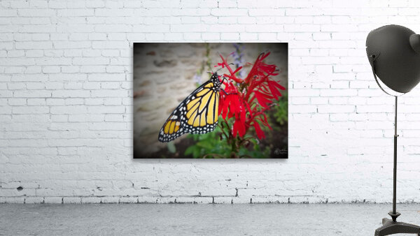 Monarch On Cardinal Flower Wall Preview