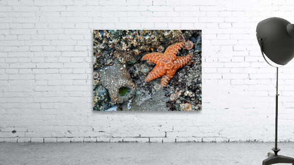 Tidal Pool 1 Wall Preview