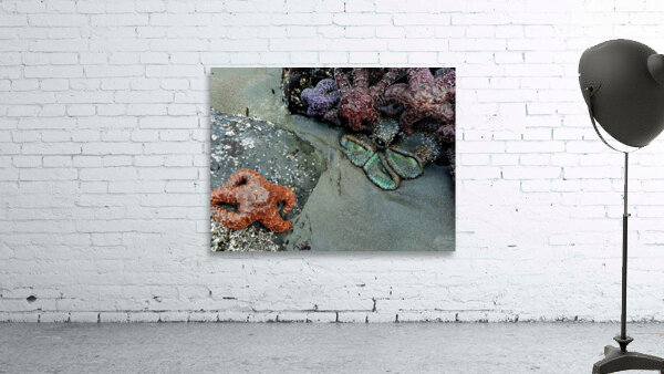 Tidal Pool 3 Wall Preview