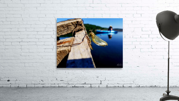 Emerging Dragonfly Wall Preview