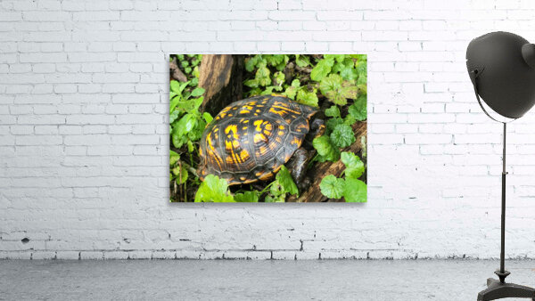 Box Turtle Wall Preview
