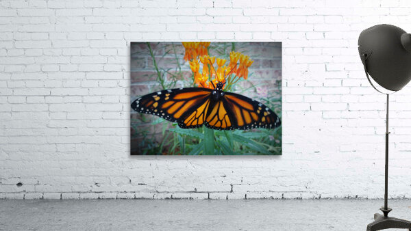 Monarch Female Wall Preview