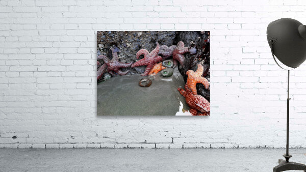 Tidal Pool 4 Wall Preview