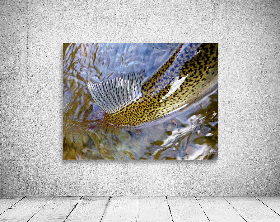 Trout Dorsal Fin Wall Preview