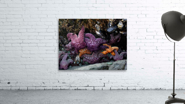 Tidal Pool 7 Wall Preview