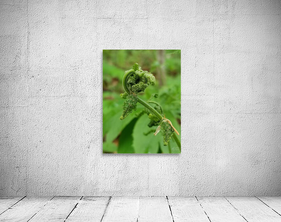 Fiddlehead 1 Wall Preview