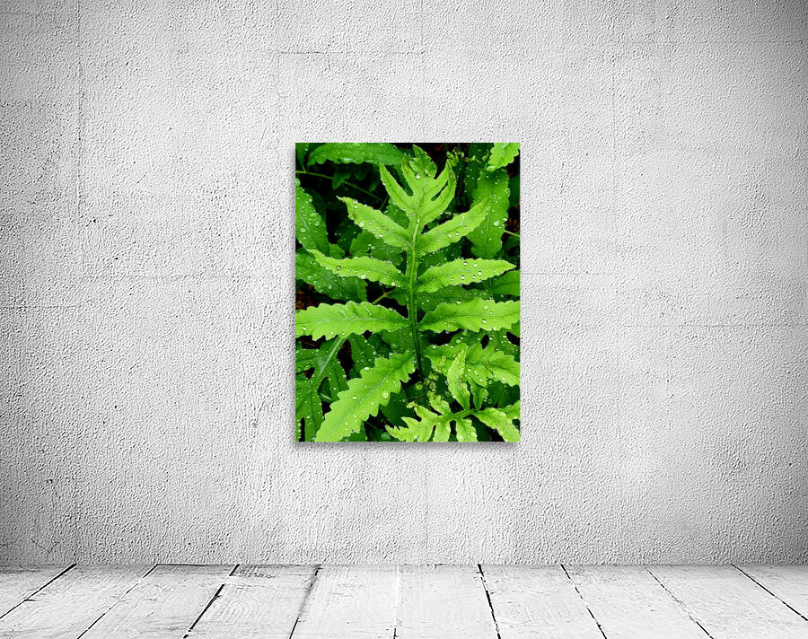 Sensitive Fern Wall Preview