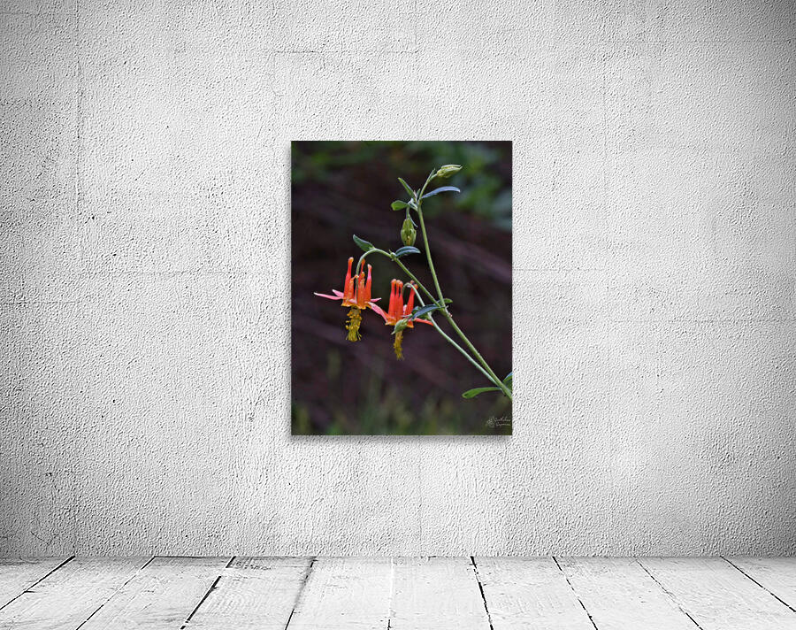 Columbine Wall Preview