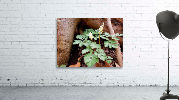 Dutchmans Breeches Wall Preview