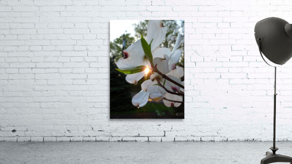 White Dogwood At Sunset Wall Preview