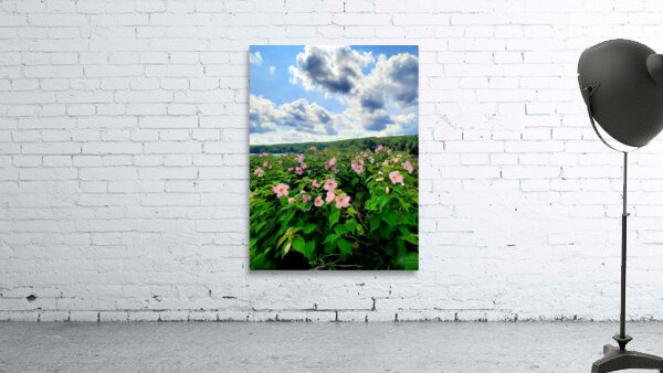 Swamp Mallow At Moraine State Park Wall Preview