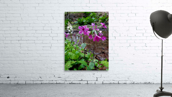 Creeping Phlox Streamside Wall Preview