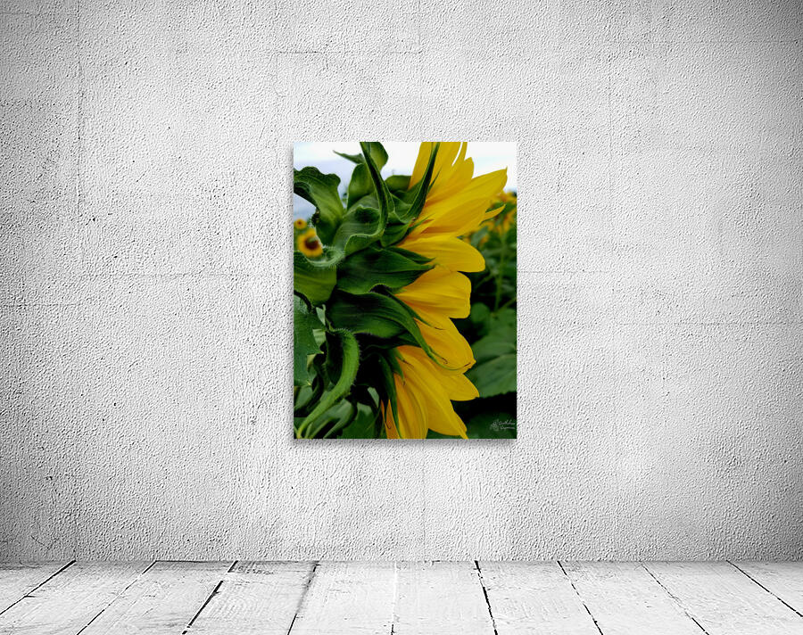 Sunflower Portrait Wall Preview