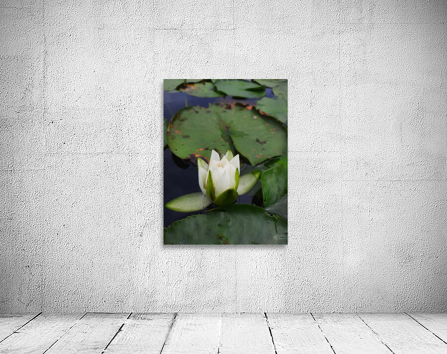 Water Lily Wall Preview
