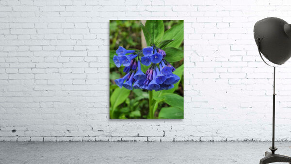 Virginia Bluebells Wall Preview