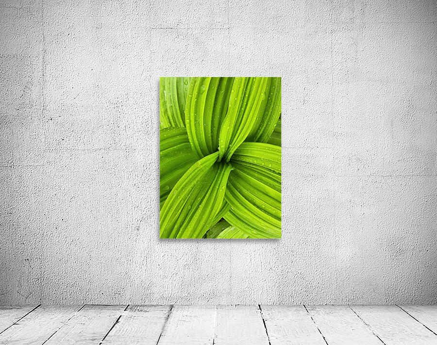 False Hellebore Wall Preview