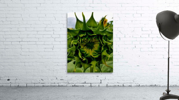 Sunflower Bud Wall Preview