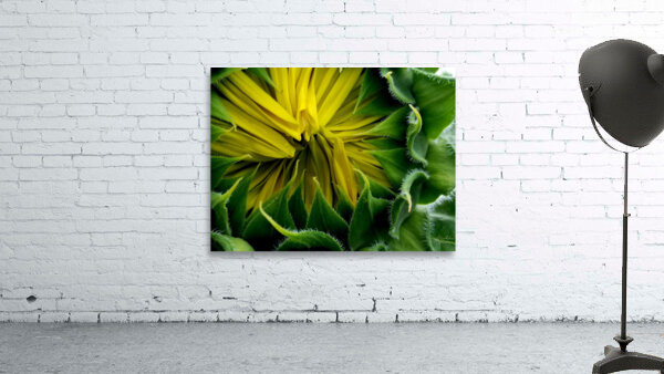 Sunflower Bud Wall Preview