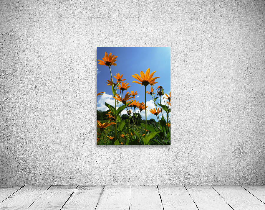 Helianthus Wall Preview