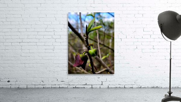 Paw Paw Flower Wall Preview